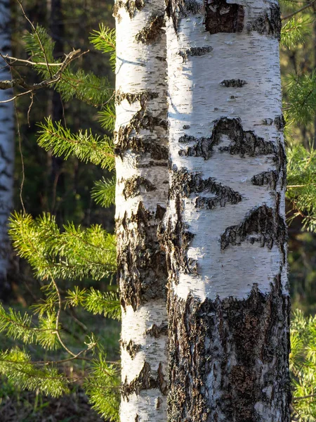 자연의 배경에는 자작나무 줄기와 소나무 가지가 있습니다 앞쪽에는 줄기의 자작나무가 — 스톡 사진
