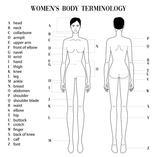 Terminología corporal para mujer . — Vector de stock