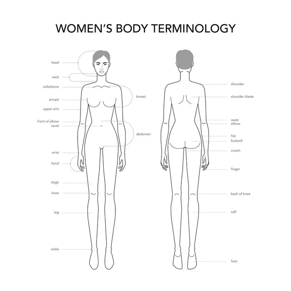 Terminologia del corpo femminile . — Vettoriale Stock