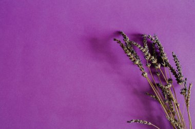 Mor arkaplan manzaralı mor lavanta çiçekleri. Boşluğu kopyala. Minimum özgeçmiş kavramı. Mesaj için yer. Kartvizit veya menü için görüntü. Vazoda bir kartvizitte kurumuş çiçek..