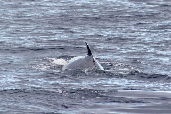 Blue whale back fin above sea level