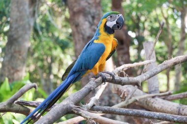 Güzel mavi ve altın Amerika papağanı kuş - tropik papağan