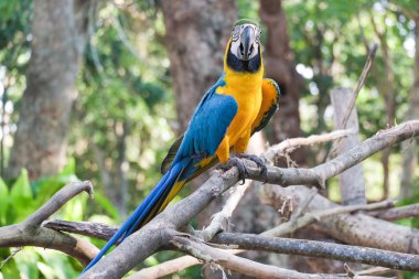 Güzel mavi ve altın Amerika papağanı kuş - tropik papağan