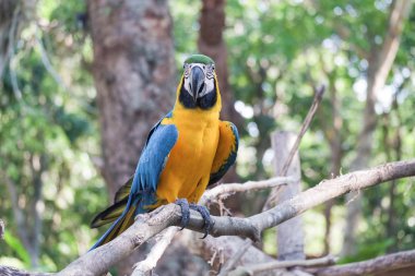 Güzel mavi ve altın Amerika papağanı kuş - tropik papağan