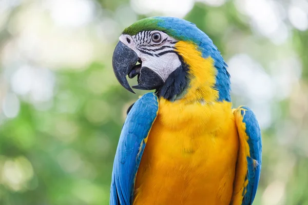 Bellissimo uccello ara blu e oro - Pappagallo tropicale — Foto Stock