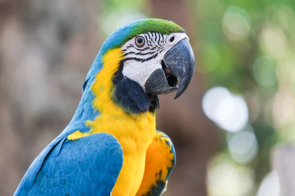 Güzel mavi ve altın Amerika papağanı kuş - tropik papağan