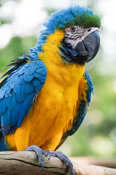 Beautiful Blue and gold macaw bird - Tropical parrot — Stock Photo, Image