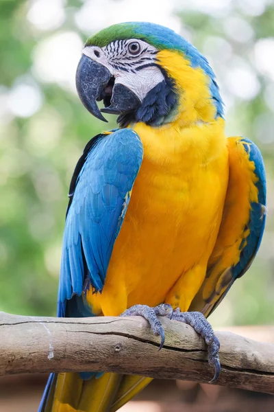 Beautiful Blue and gold macaw bird - Tropical parrot — Stock Photo, Image