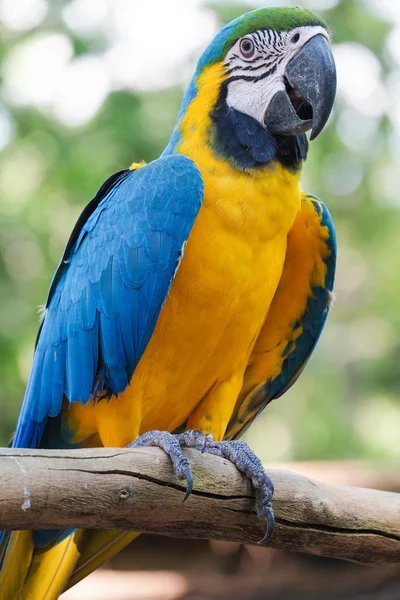Güzel mavi ve altın Amerika papağanı kuş - tropik papağan