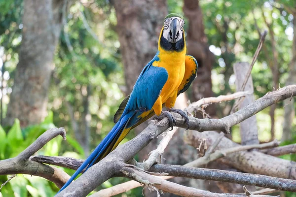 Güzel mavi ve altın Amerika papağanı kuş - tropik papağan