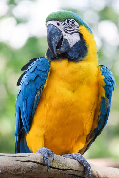 Beautiful Blue and gold macaw bird - Tropical parrot — Stock Photo, Image