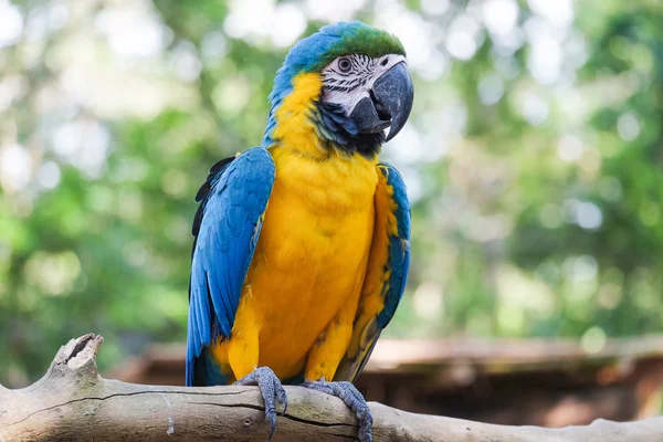 Bela ave arara azul e dourada - Papagaio tropical — Fotografia de Stock