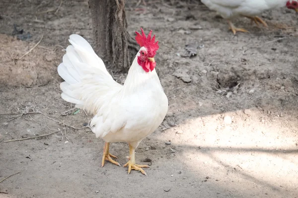 White Chicken with red crest - soft focus — Stock Photo, Image
