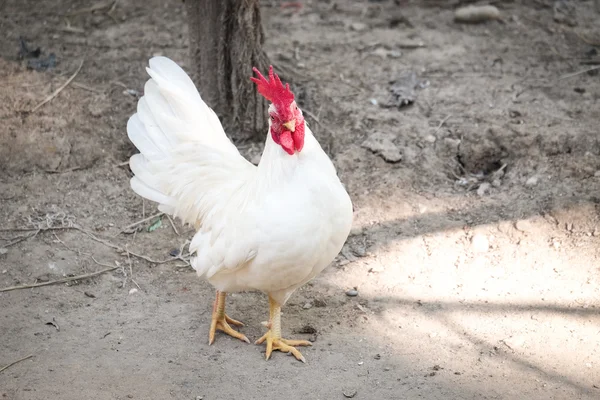 White Chicken with red crest - soft focus — Stock Photo, Image