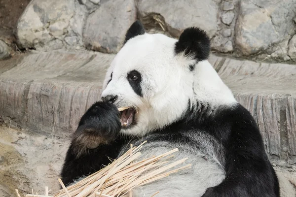 Bonito panda gigante comendo bambu foco suave — Fotografia de Stock