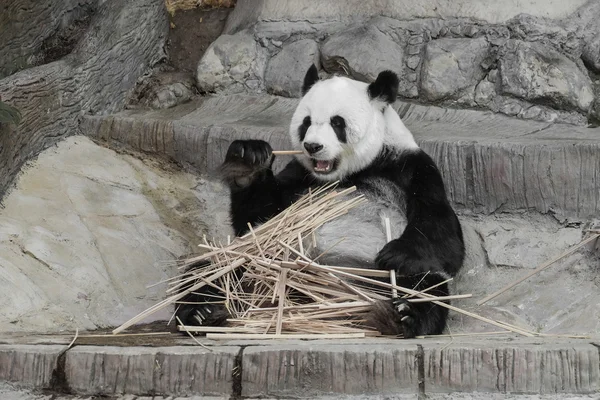 Bonito panda gigante comendo bambu foco suave — Fotografia de Stock