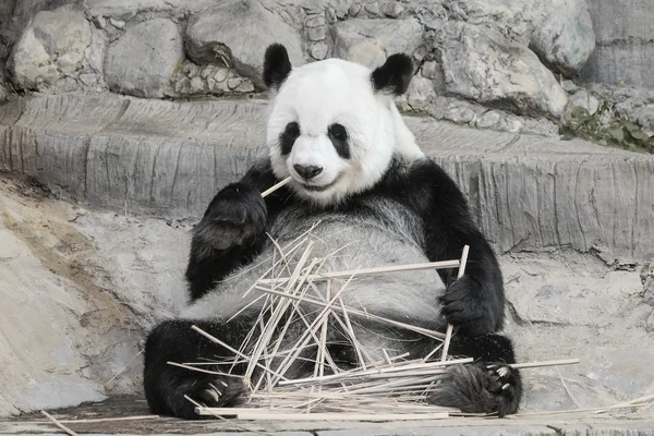 Söt jättepanda äter bambu - mjukt fokus — Stockfoto