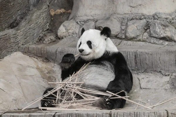 Мила гігантська панда їсть бамбук м'який фокус — стокове фото