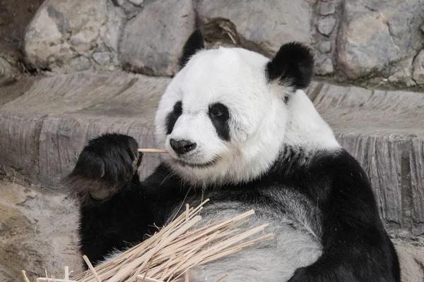 Bonito panda gigante comendo bambu foco suave — Fotografia de Stock