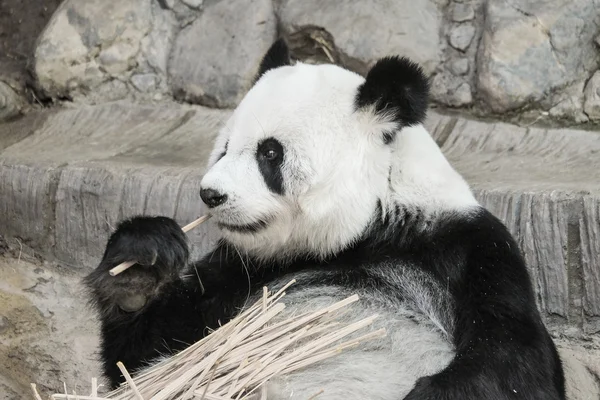 Bonito panda gigante comendo bambu foco suave — Fotografia de Stock
