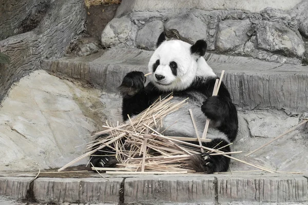 Bonito panda gigante comendo bambu foco suave — Fotografia de Stock