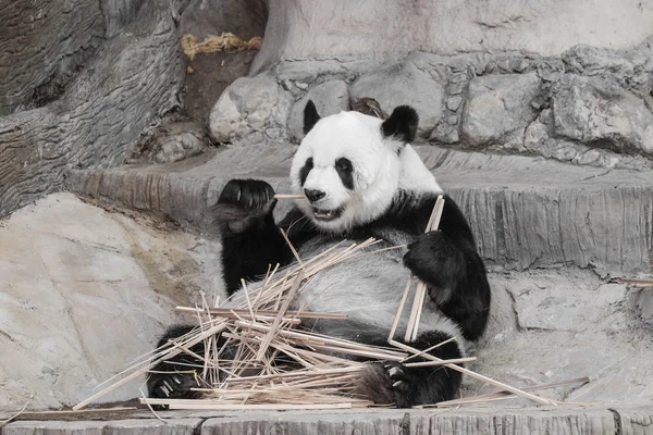 Bonito panda gigante comendo bambu foco suave — Fotografia de Stock