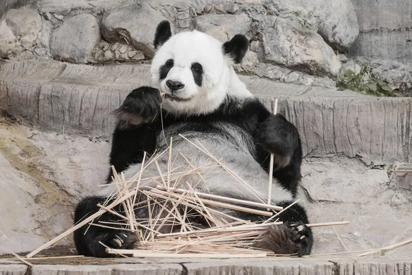 Cute Giant panda eating bamboo - soft focus