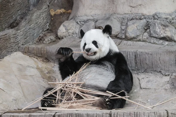 Bonito panda gigante comendo bambu foco suave — Fotografia de Stock