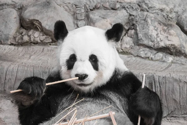 Söt jättepanda äter bambu - mjukt fokus — Stockfoto