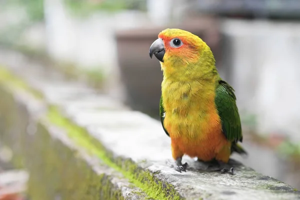 Молодой попугай Sun Conure, стоящий на земле - Soft Focus — стоковое фото