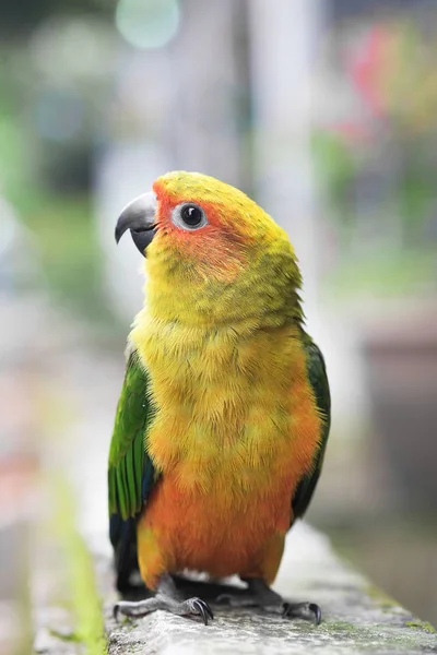 Young Sun Conure parrot standing on the ground - Soft Focus — Stock Photo, Image