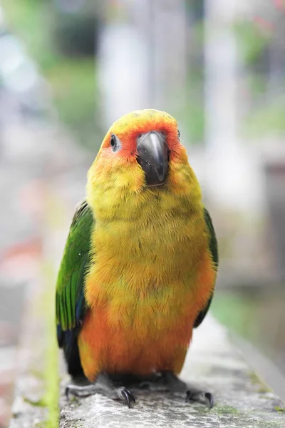 Jovem papagaio Sun Conure em pé no chão - Foco suave — Fotografia de Stock