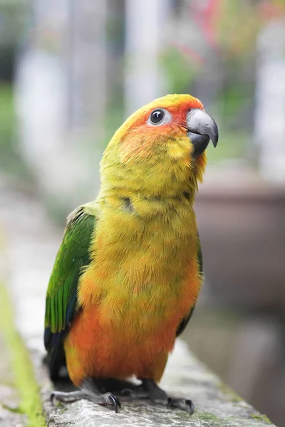 Ung solen Conure papegoja står på marken - mjukt fokus — Stockfoto