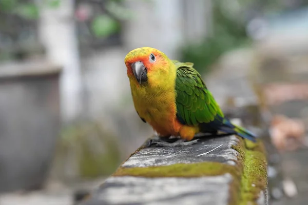 Papuga Young Sun Conure stojący na ziemi - Soft Focus — Zdjęcie stockowe