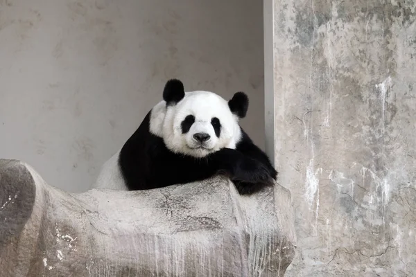Lonely giant panda lie down on the rock
