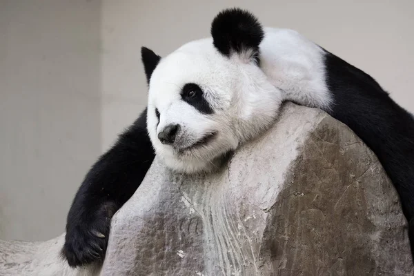 Самотня гігантська панда лежить на скелі — стокове фото