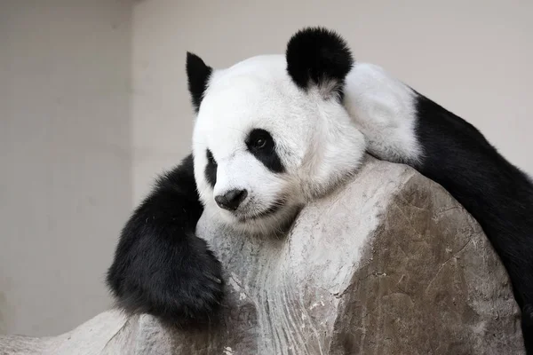 Lonely giant panda lie down on the rock