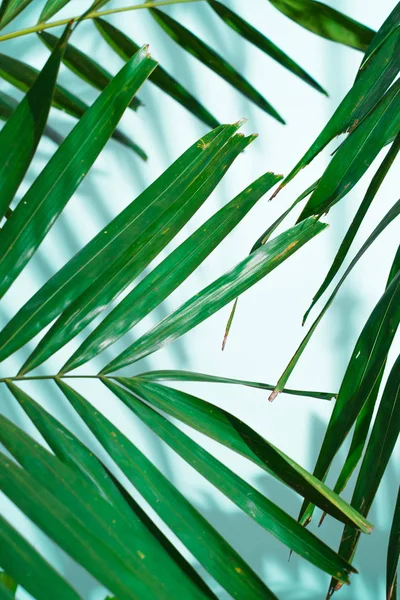 Palmenblätter auf weißem Hintergrund mit dem blauen Schatten des Ozeans - softfocus — Stockfoto