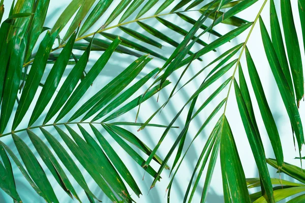 Palm leaves on the white background with the ocean blue shadow - softfocus — Stock Photo, Image