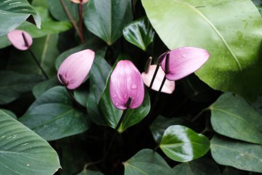 Flamingo çiçeği - yumuşak odak renkli pastel