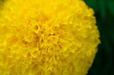 Güzel sarı kadife çiçeği çiçek - yumuşak odak