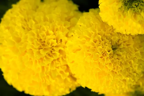 Beautiful yellow Marigold flower - Soft focus — Stock Photo, Image