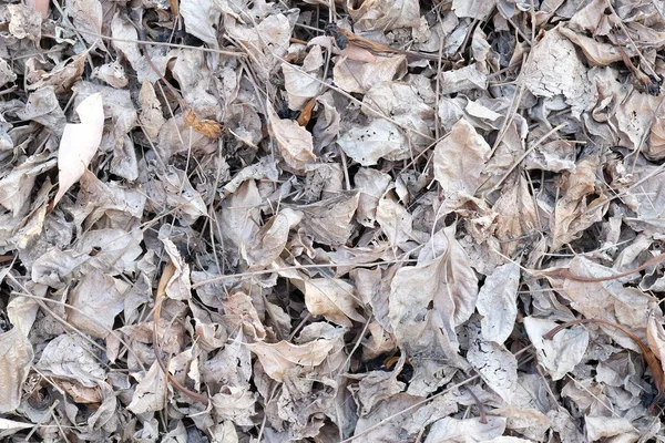 White Dry Leaves Ground Background Texture — Stock Photo, Image