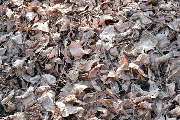 White Dry Leaves Ground Background Texture — Stock Photo, Image