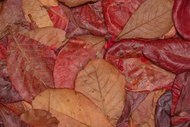 Yerdeki kırmızı yaprakların üst görünümü - Arkaplan