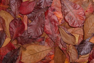 Yerdeki kırmızı yaprakların üst görünümü - Arkaplan