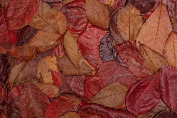 Top View Red Leaves Ground Background — Stock Photo, Image