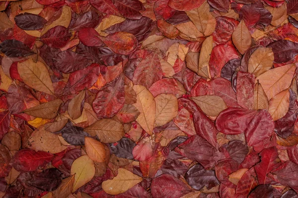 Yerdeki Kırmızı Yaprakların Üst Görünümü Arkaplan — Stok fotoğraf