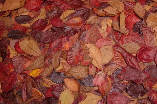Yerdeki Kırmızı Yaprakların Üst Görünümü Arkaplan — Stok fotoğraf