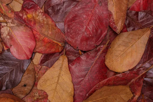 나뭇잎의 — 스톡 사진